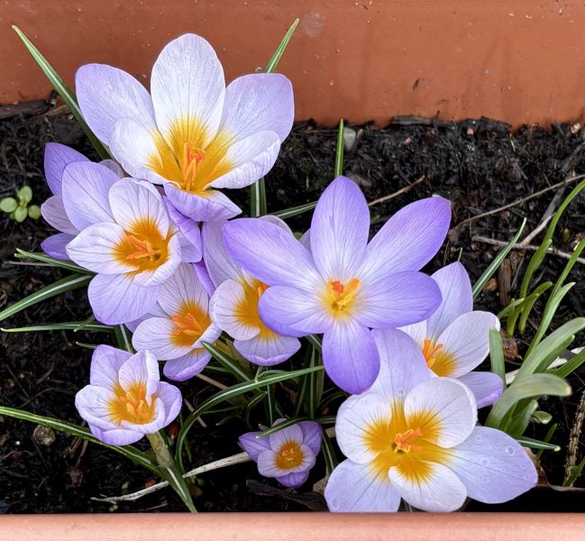 File:Crocuses.jpeg
